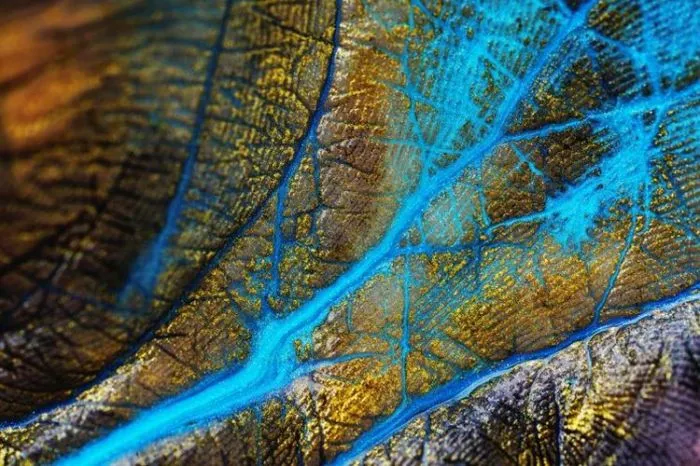 16 макрофотографий привычных вещей, которые так сразу и не узнаешь