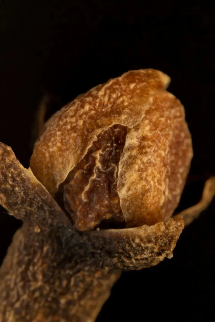 16 макрофотографий привычных вещей, которые так сразу и не узнаешь