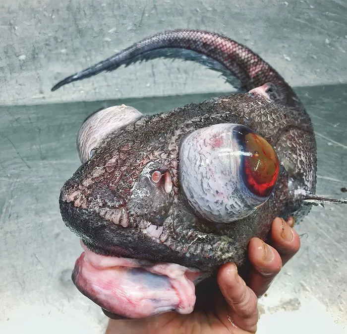 35 кошмарных творений Матери-природы 35 кошмарных творений Матери-природы