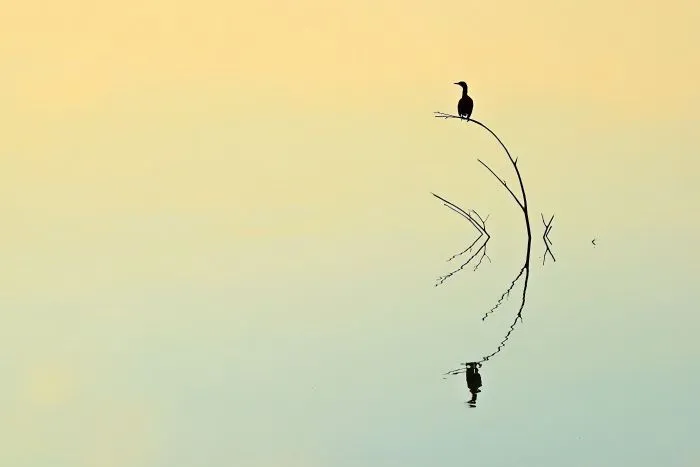 25 художественных снимков в эстетике минимализма