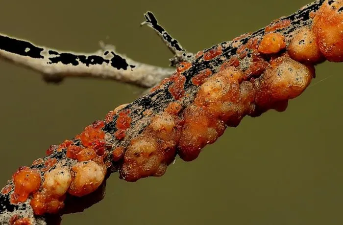 Керрия лакка: Смолу, которую делают эти насекомые, мы едим на яблоках и конфетах! А ещё её используют для детонаторов. Что это за вещество? Керрия лакка: Смолу, которую делают эти насекомые, мы едим на яблоках и конфетах! А ещё её используют для детонаторов. Что это за вещество?