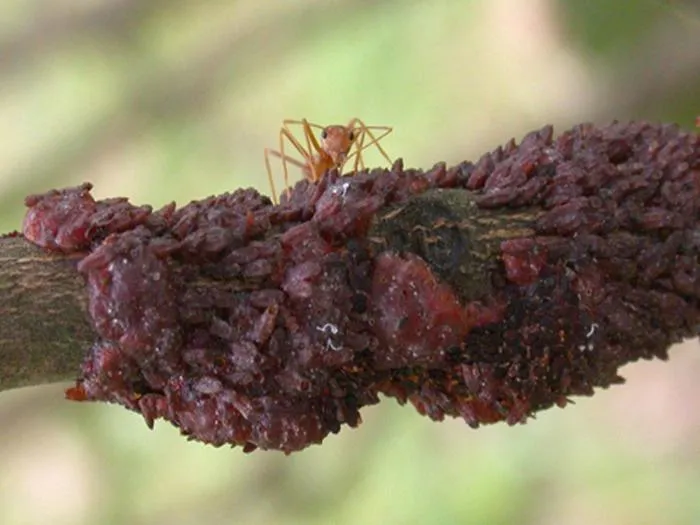 Керрия лакка: Смолу, которую делают эти насекомые, мы едим на яблоках и конфетах! А ещё её используют для детонаторов. Что это за вещество? Керрия лакка: Смолу, которую делают эти насекомые, мы едим на яблоках и конфетах! А ещё её используют для детонаторов. Что это за вещество?