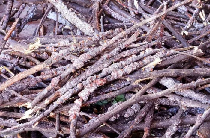 Керрия лакка: Смолу, которую делают эти насекомые, мы едим на яблоках и конфетах! А ещё её используют для детонаторов. Что это за вещество? Керрия лакка: Смолу, которую делают эти насекомые, мы едим на яблоках и конфетах! А ещё её используют для детонаторов. Что это за вещество?