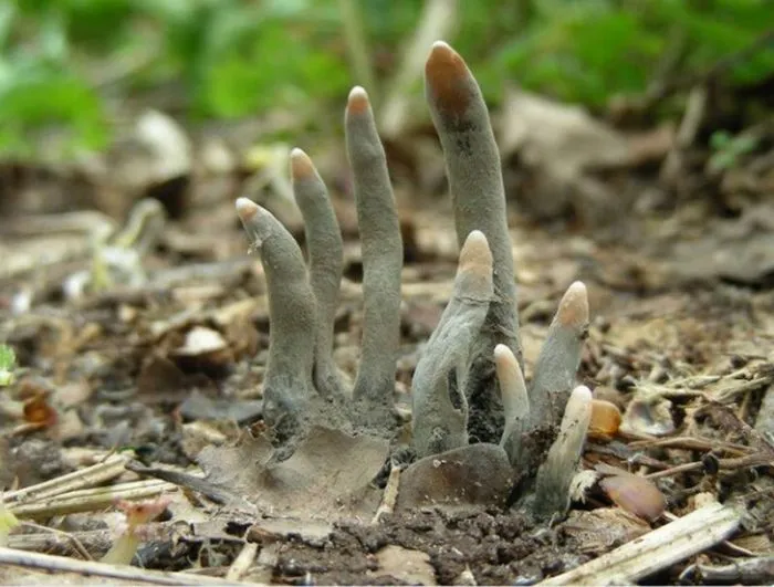 16 невероятных вещей из мира природы, которые доказывают, что наша планета странная