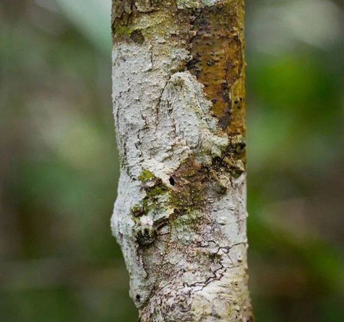 16 невероятных вещей из мира природы, которые доказывают, что наша планета странная