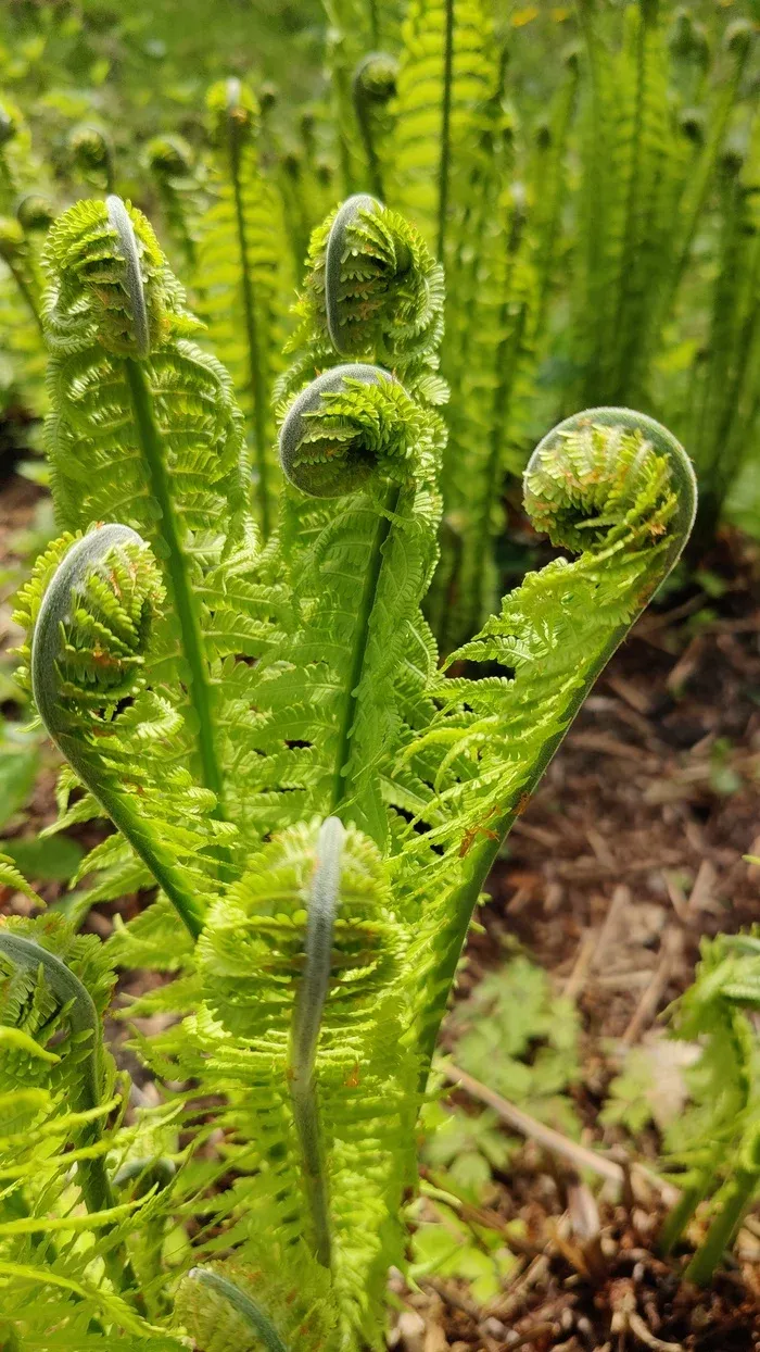 16 невероятных вещей из мира природы, которые доказывают, что наша планета странная