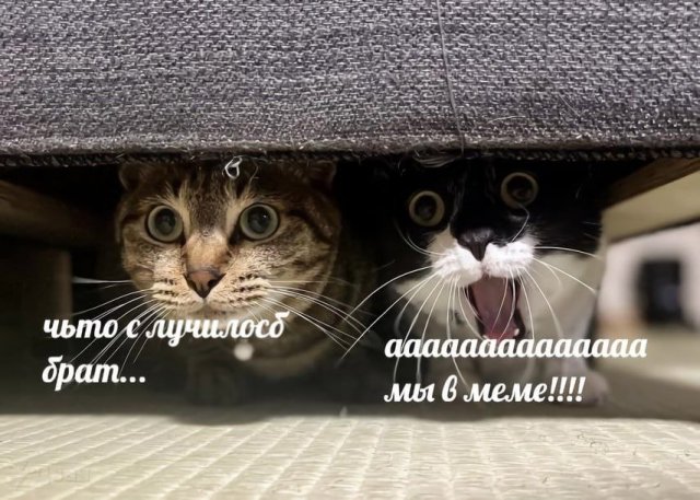 Лучшие шутки и мемы - 08.06.2023