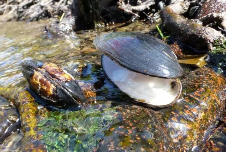 Сколько лет живет европейская жемчужница. В отличие от людей, жемчужницы не боятся старости — с годами вероятность их смерти не увеличивается. Сколько лет живет европейская жемчужница. В отличие от людей, жемчужницы не боятся старости — с годами вероятность их смерти не увеличивается. Фото.