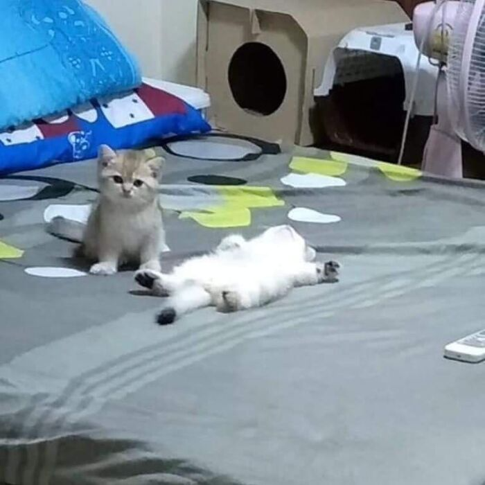 Bigpicture ru 1647955763 19