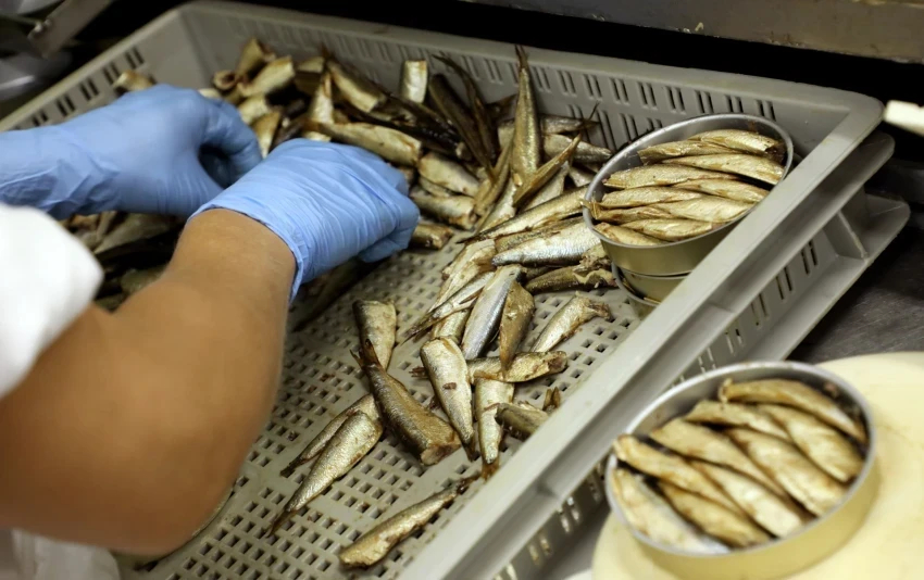 Bigpicture.ru Как появились советские шпроты