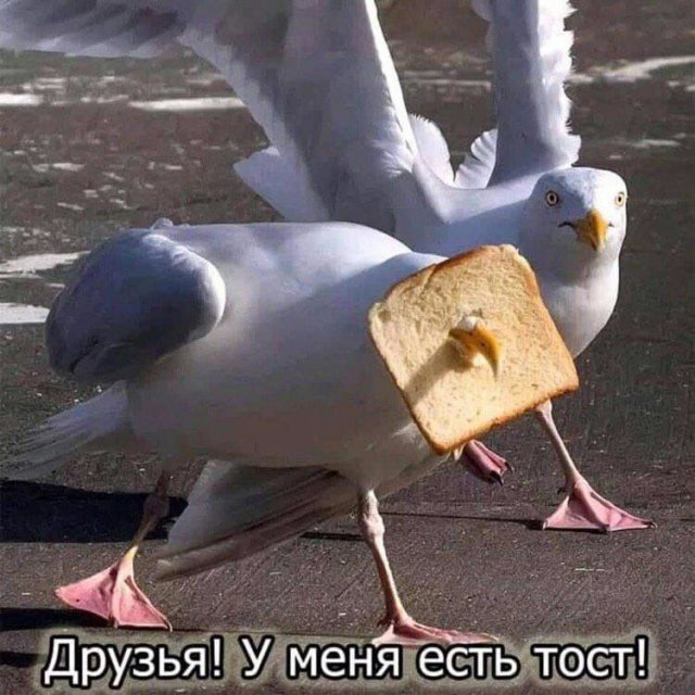 Лучшие шутки и мемы - 19.06.2023