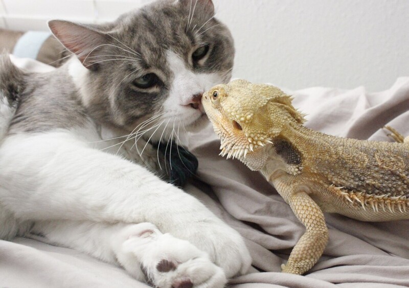 6.	Ты мне нравишься, хотя и просила щенка