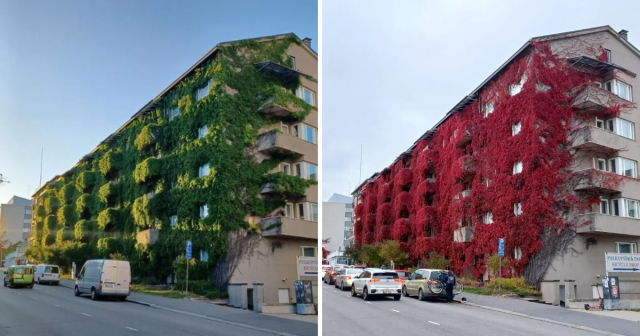 Один и тот же «живой» дом летом и осенью