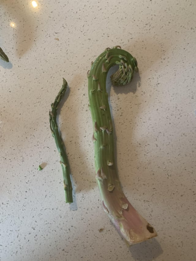 Спаржа-гигант в сравнении с обычной спаржей