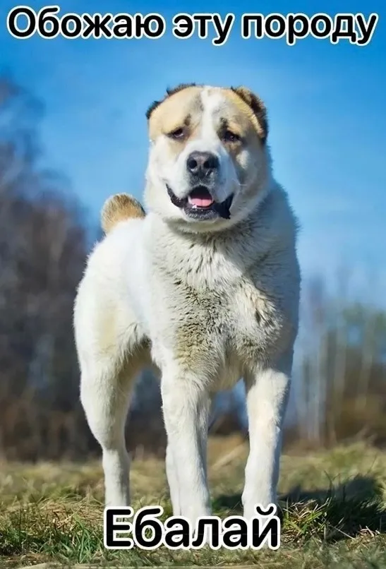 Нестандартный юмор :)