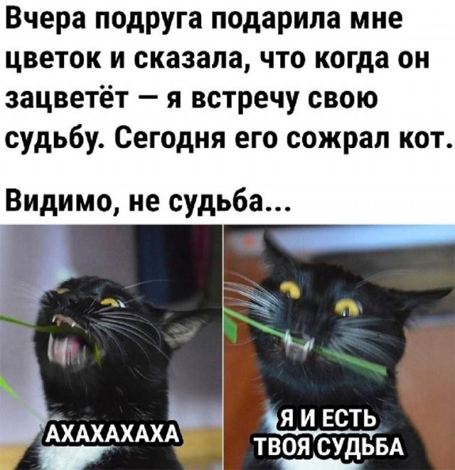 Лучшие шутки и мемы - 04.07.2023