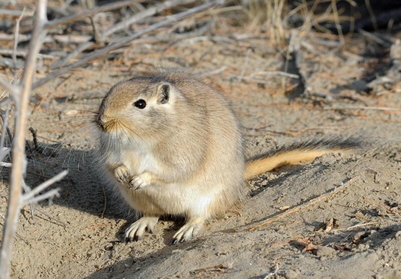 Заманушные дети подземелий, от которых людям лучше держаться подальше Заманушные дети подземелий, от которых людям лучше держаться подальше