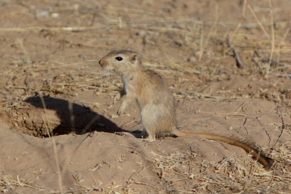 Заманушные дети подземелий, от которых людям лучше держаться подальше Заманушные дети подземелий, от которых людям лучше держаться подальше
