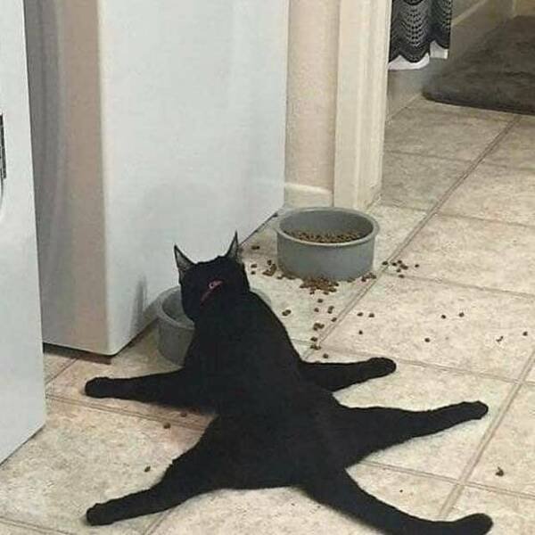 Подборка картинок. Вечерний выпуск - 21.07.2023