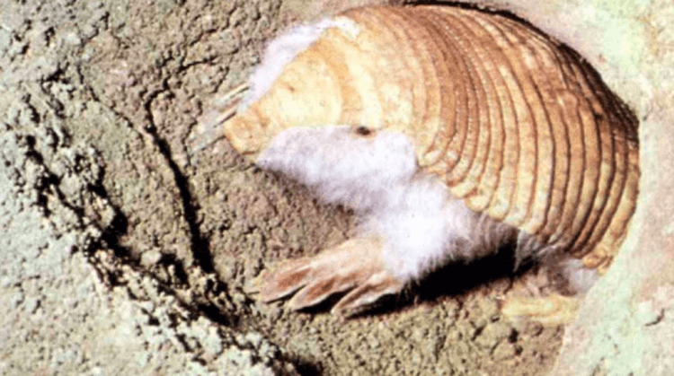 Удивительные факты о жизни розовых фей. Большую часть жизни розовые броненосцы проводят под землей. Фото.