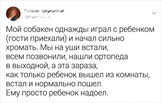 Подборка забавных твитов про животных