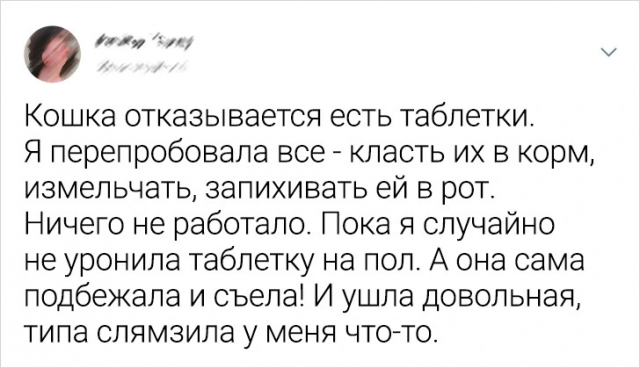 Подборка забавных твитов про животных