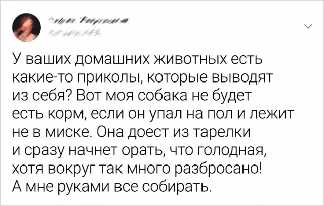 Подборка забавных твитов про животных