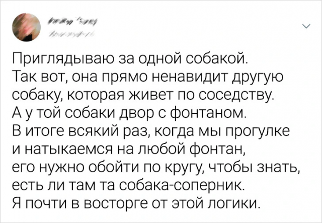 Подборка забавных твитов про животных