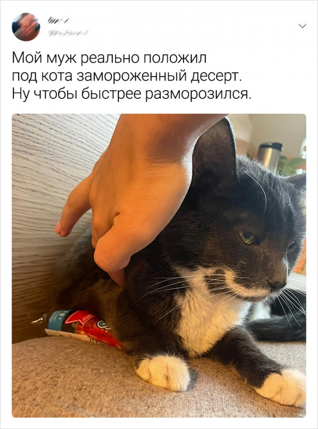 Подборка забавных твитов про животных