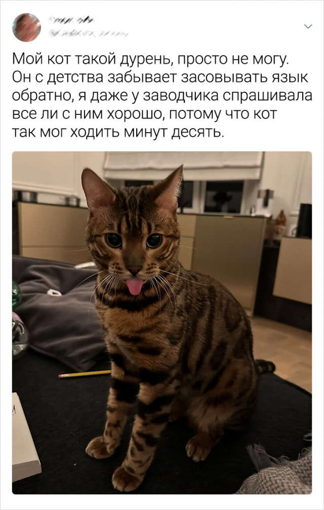 Подборка забавных твитов про животных