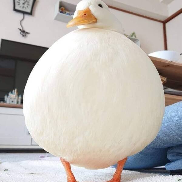 Подборка картинок. Вечерний выпуск - 27.07.2023