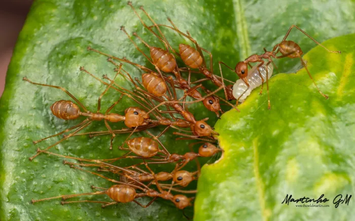 Азиатские муравьи-ткачи: Сшивают листья, чтобы сделать очень странный муравейник. Десятки боевых ульев прямо на деревьях! Азиатские муравьи-ткачи: Сшивают листья, чтобы сделать очень странный муравейник. Десятки боевых ульев прямо на деревьях!