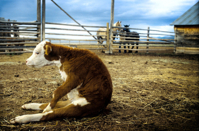 Никаких коров... |Фото: s-novosti.ru. Никаких коров... |Фото: s-novosti.ru.