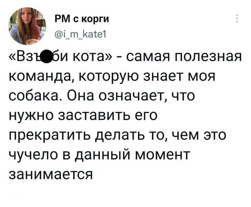 10. Команда идеально подойдёт не только для кота