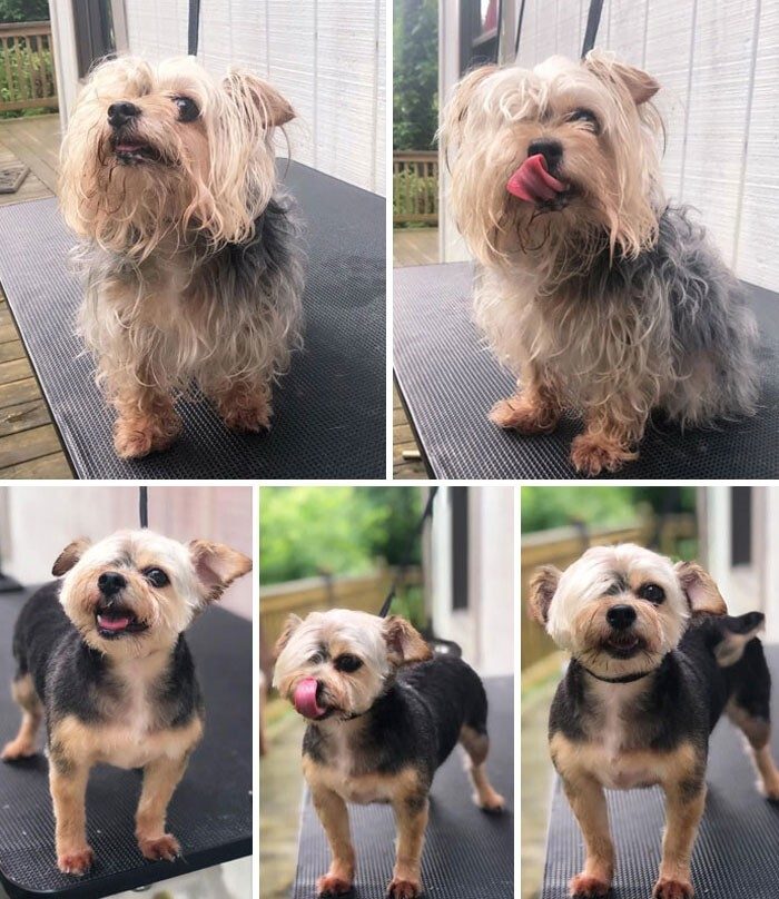 Bigpicture ru животные которых неудачно подстригли 13