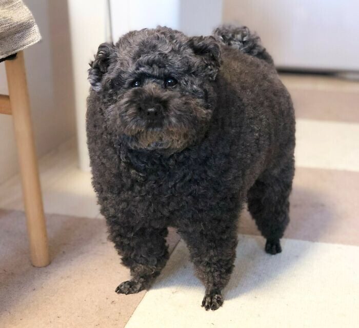 Bigpicture ru животные которых неудачно подстригли 11