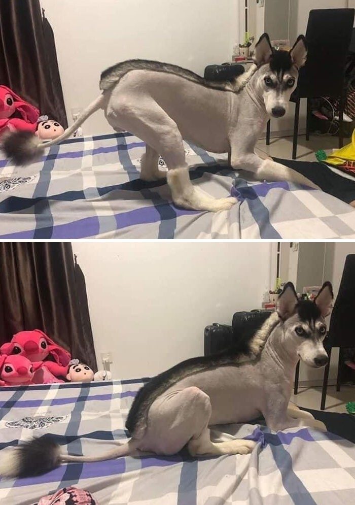 Bigpicture ru животные которых неудачно подстригли 10