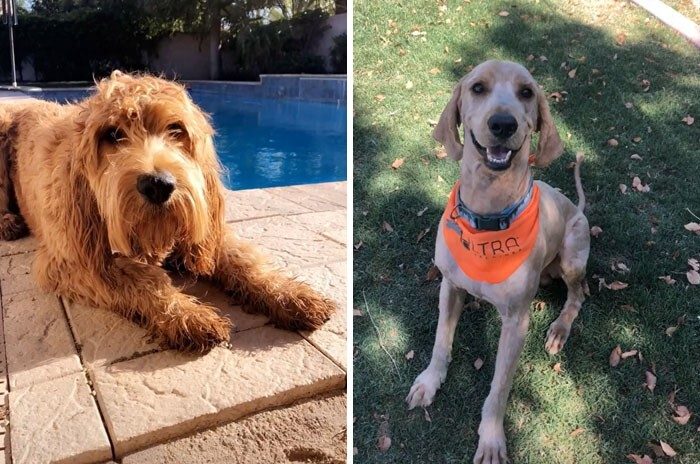 Bigpicture ru животные которых неудачно подстригли 08