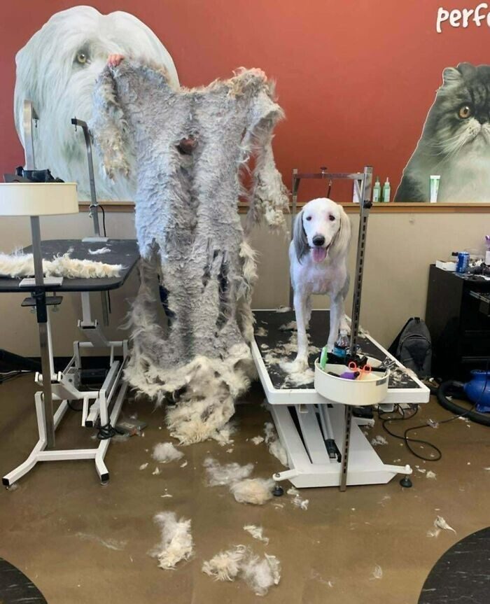 Bigpicture ru животные которых неудачно подстригли 15