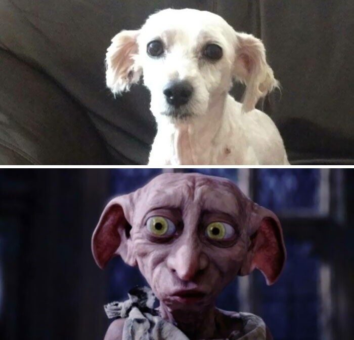 Bigpicture ru животные которых неудачно подстригли 18