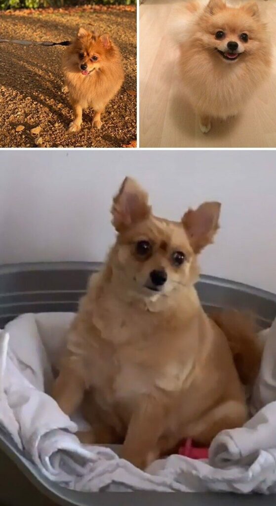 Bigpicture ru животные которых неудачно подстригли 23