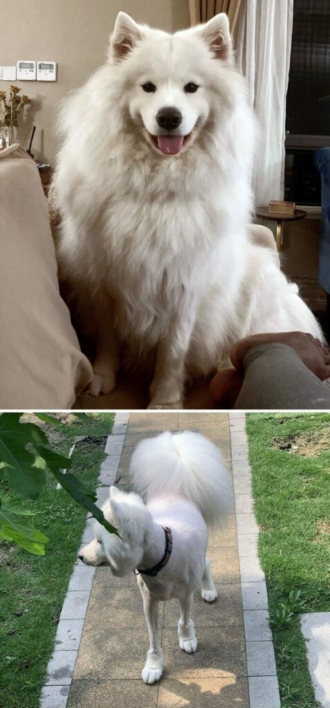 Bigpicture ru животные которых неудачно подстригли 21