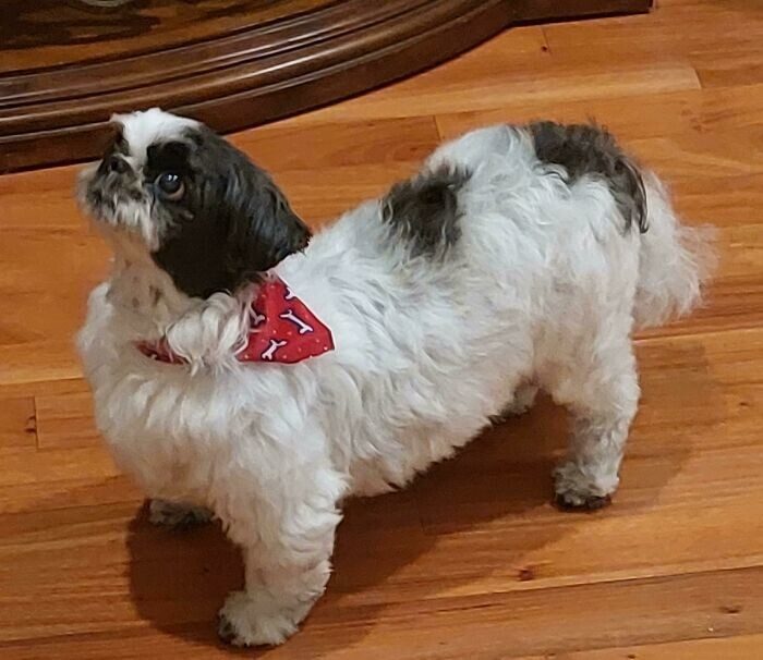 Bigpicture ru животные которых неудачно подстригли 22