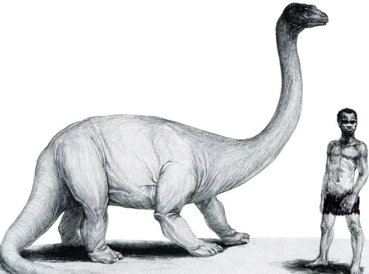 Легенда о мокеле-мбембе. Размер мокеле-мбембе по сравнению с ростом взрослого человека. Фото.