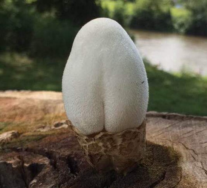 4. Кто-нибудь знает, что это?