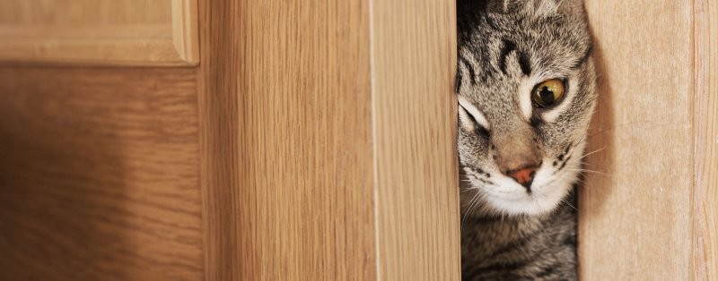 5.	Котосияние