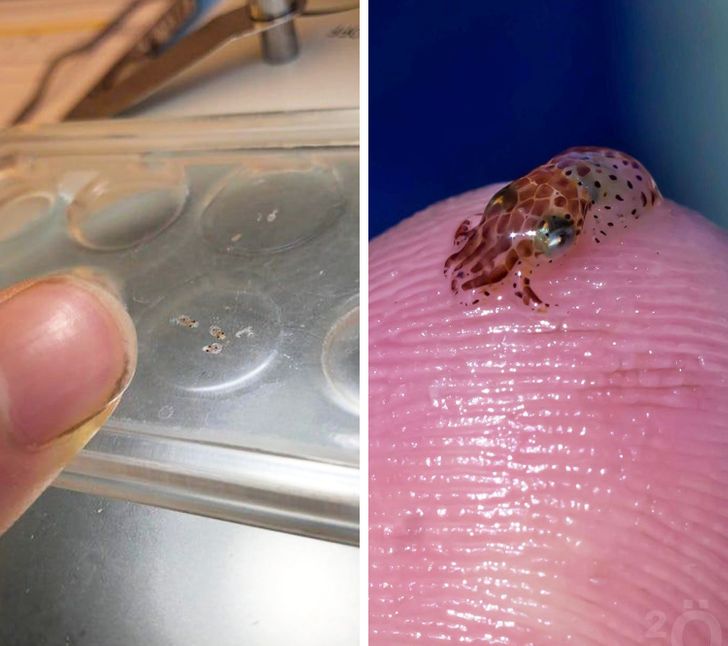 Фотография: 22 вещи, размер которых осознается лишь в сравнении №11 - BigPicture.ru