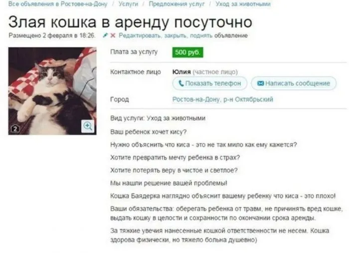 Упоролись и даже не стесняются этого: всё о котах на Авито