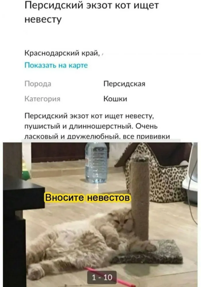 Упоролись и даже не стесняются этого: всё о котах на Авито