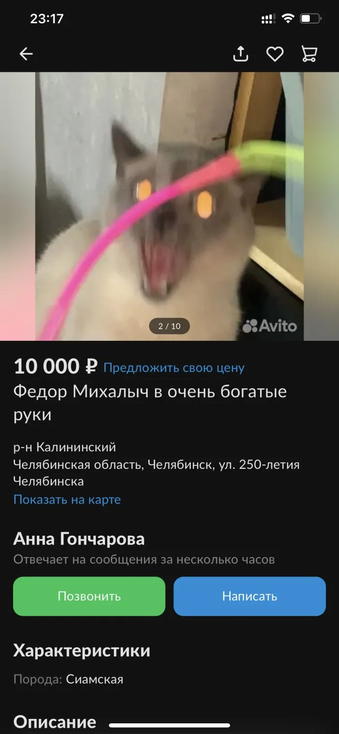 Упоролись и даже не стесняются этого: всё о котах на Авито